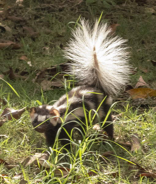 Colorful World: Spotted Skunk *KIT*